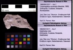 Foto (Objekt + Etiketten) von Cracensigillatus acutirostris (Moericke, 1889) (NHMW-GEO-1990-0041-0317)